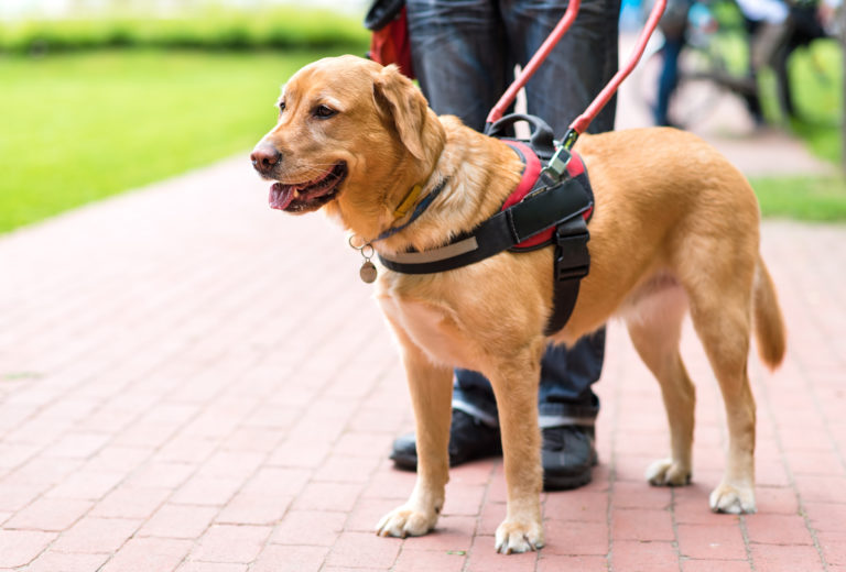 Guide dog is helping a blind man in the city